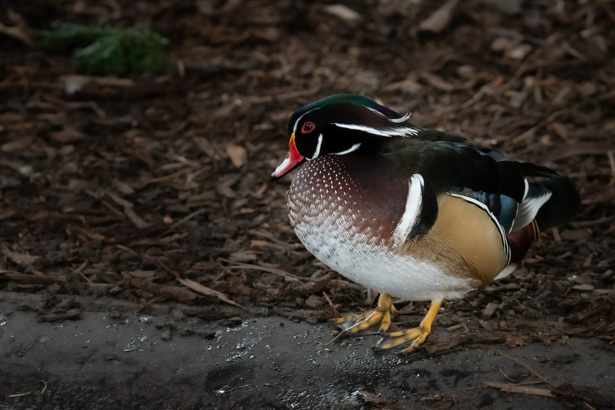 Wood Duck - ML613181640