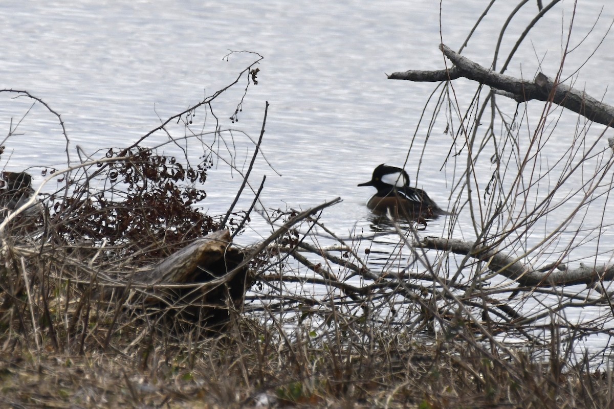 Hooded Merganser - ML613181653