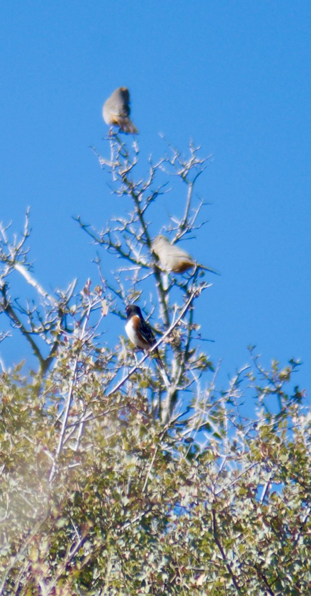 Canyon Towhee - ML613181688