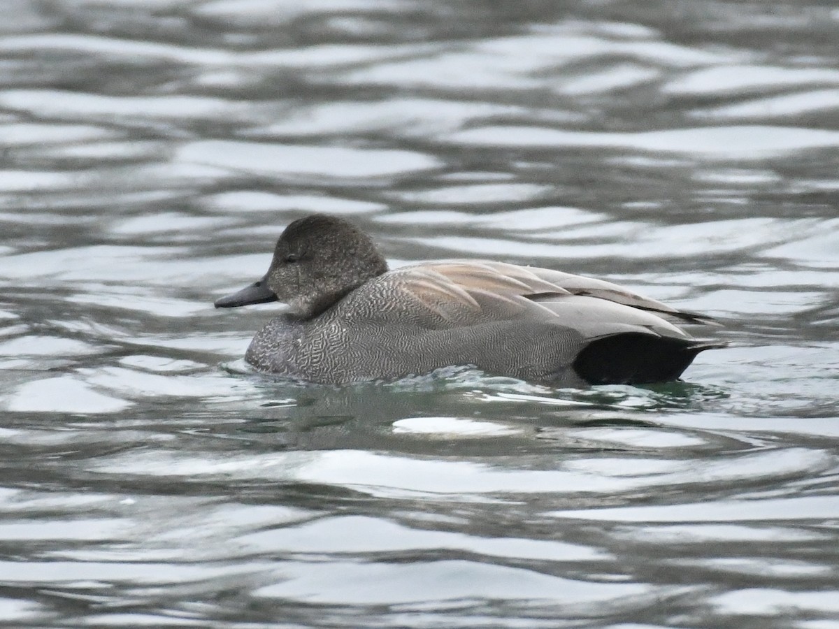 Gadwall - ML613181690