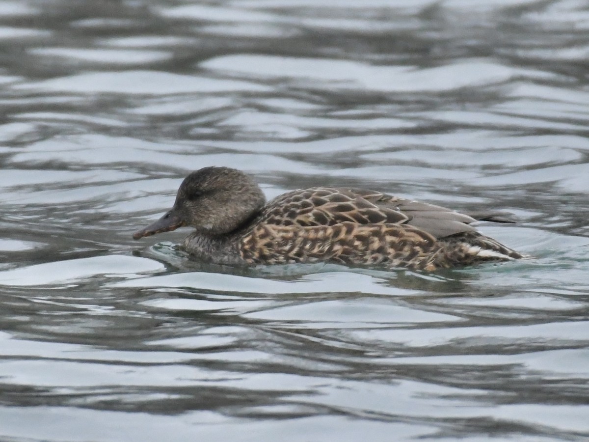 Gadwall - ML613181691