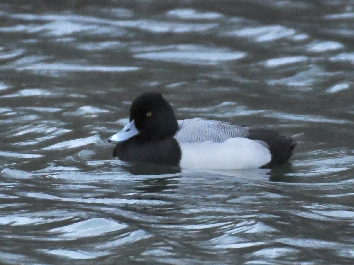 Lesser Scaup - ML613181707