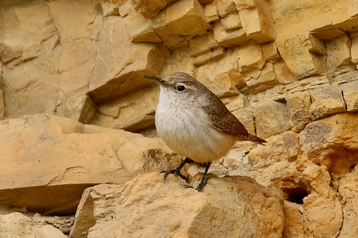 Rock Wren - Roger Zachary