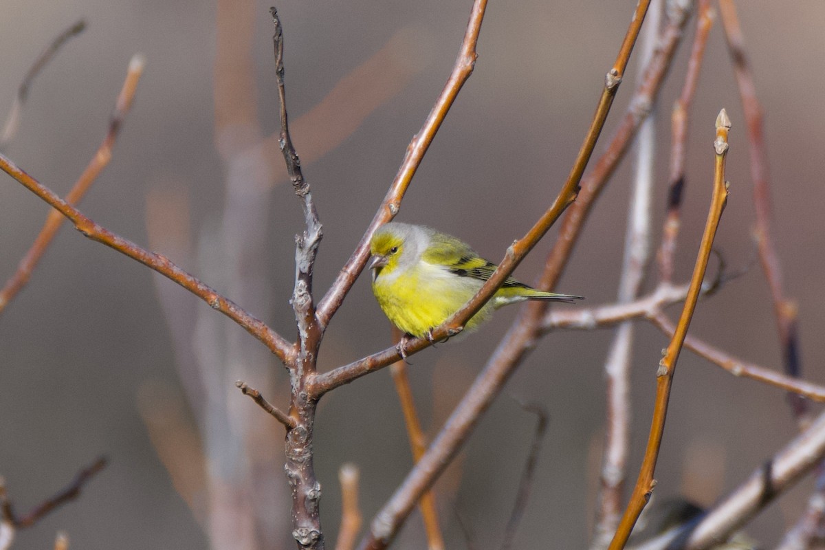 Citril Finch - ML613181764