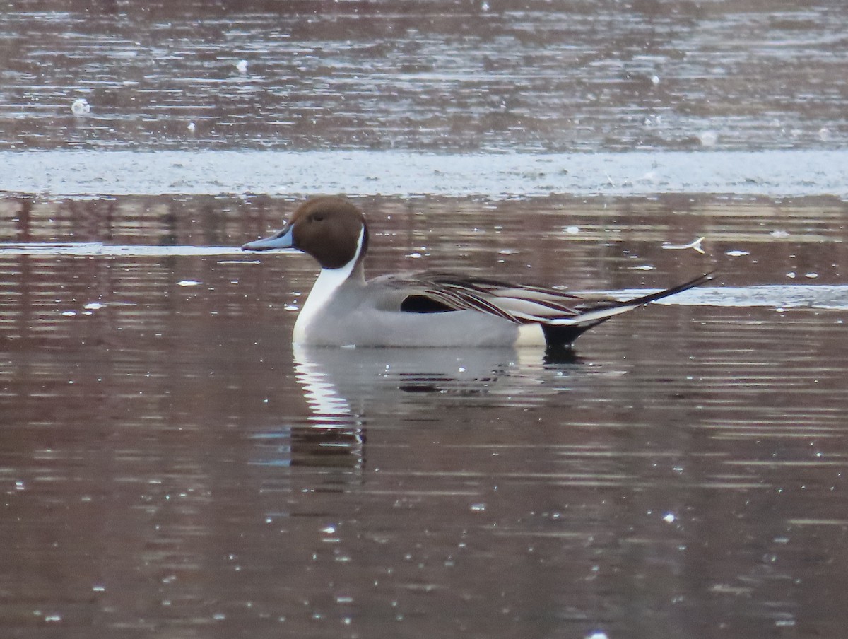 Northern Pintail - ML613181785