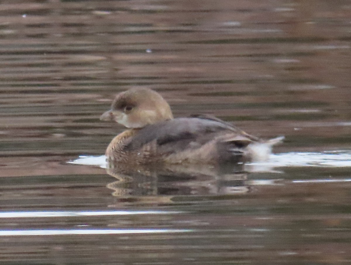 Pied-billed Grebe - ML613181804