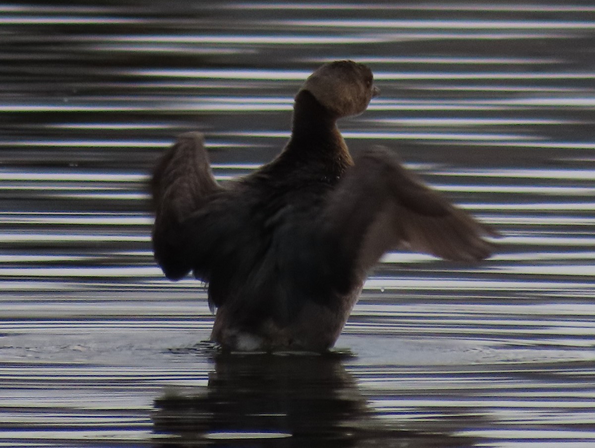 Pied-billed Grebe - ML613181820