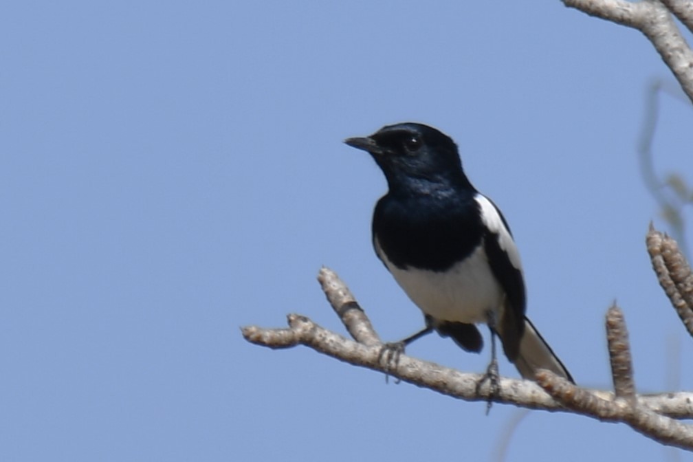 Madagascar Magpie-Robin (White-bellied) - ML613181828