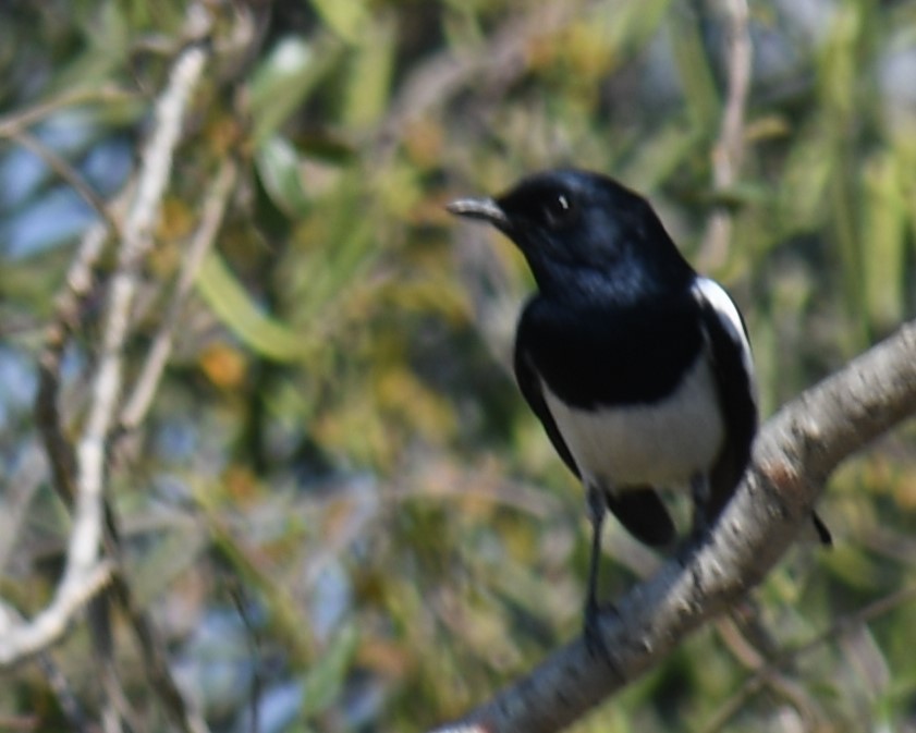 Madagascar Magpie-Robin (White-bellied) - ML613181829