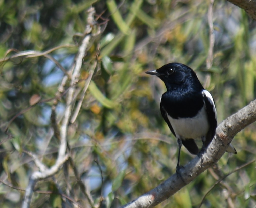 Madagascar Magpie-Robin (White-bellied) - Claudius  Feger