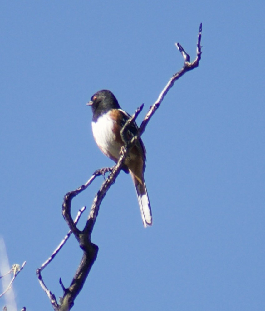 Spotted Towhee - ML613181836
