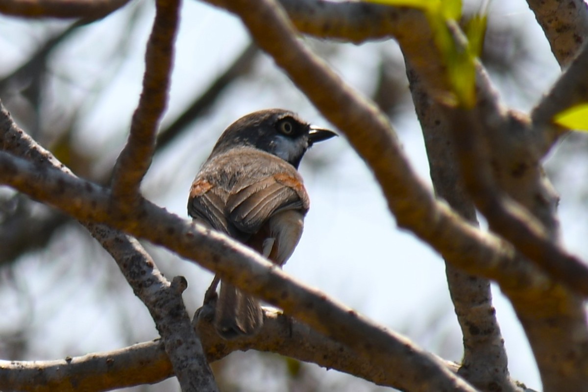 Red-shouldered Vanga - ML613181846