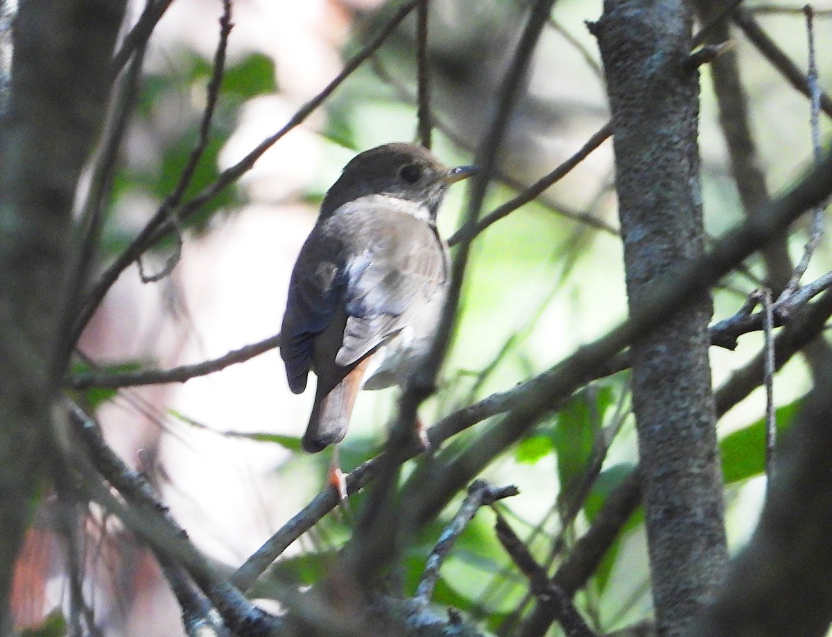 Hermit Thrush (auduboni Group) - Isaí López