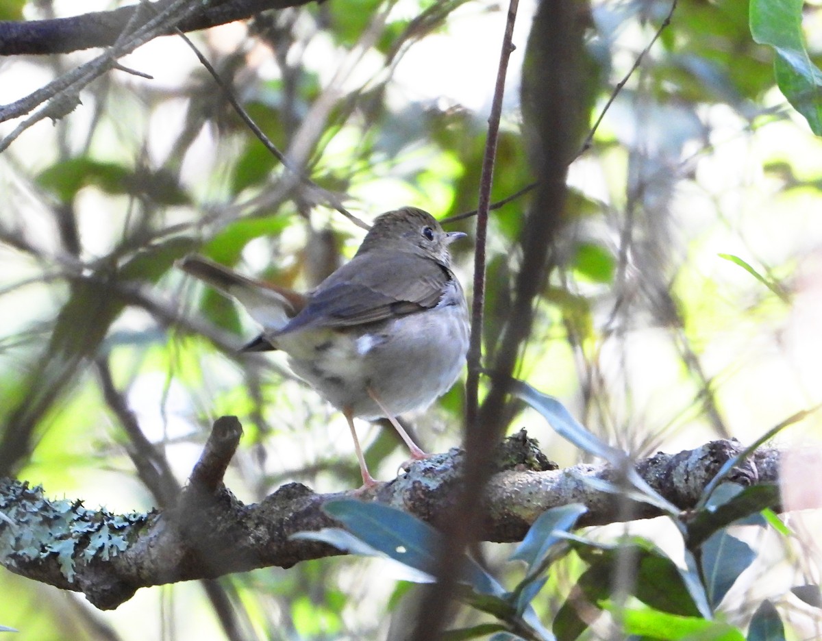 Hermit Thrush (auduboni Group) - ML613181917