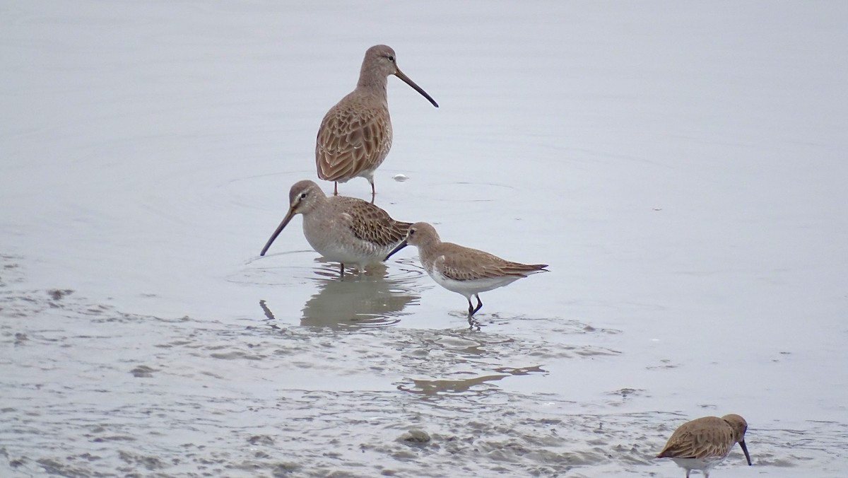 Long-billed Dowitcher - ML613182005