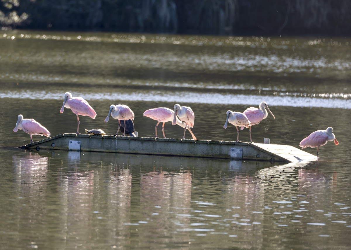 Roseate Spoonbill - ML613182085