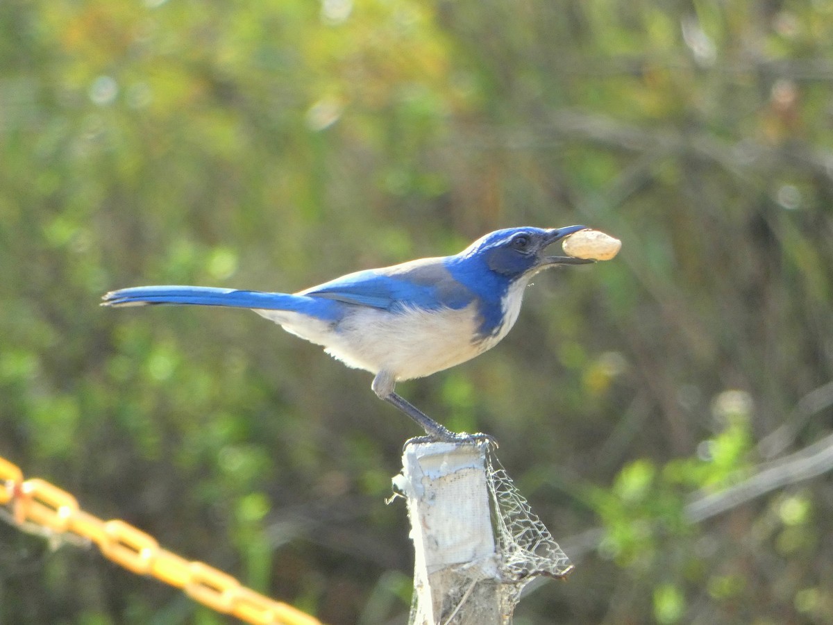 California Scrub-Jay - Tammy Thompson