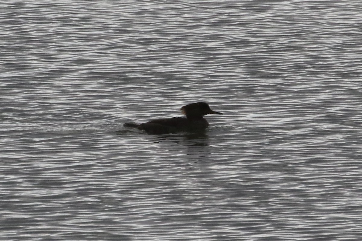 Hooded Merganser - ML613182233