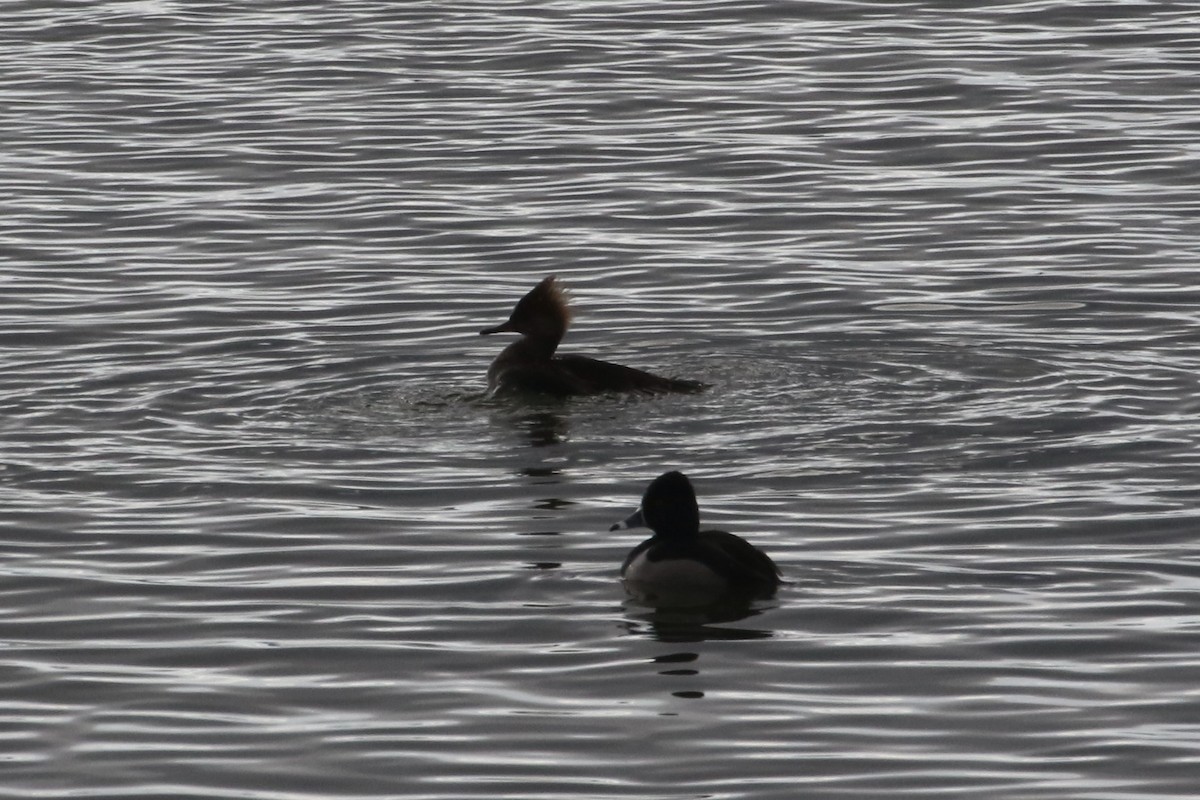 Hooded Merganser - ML613182234