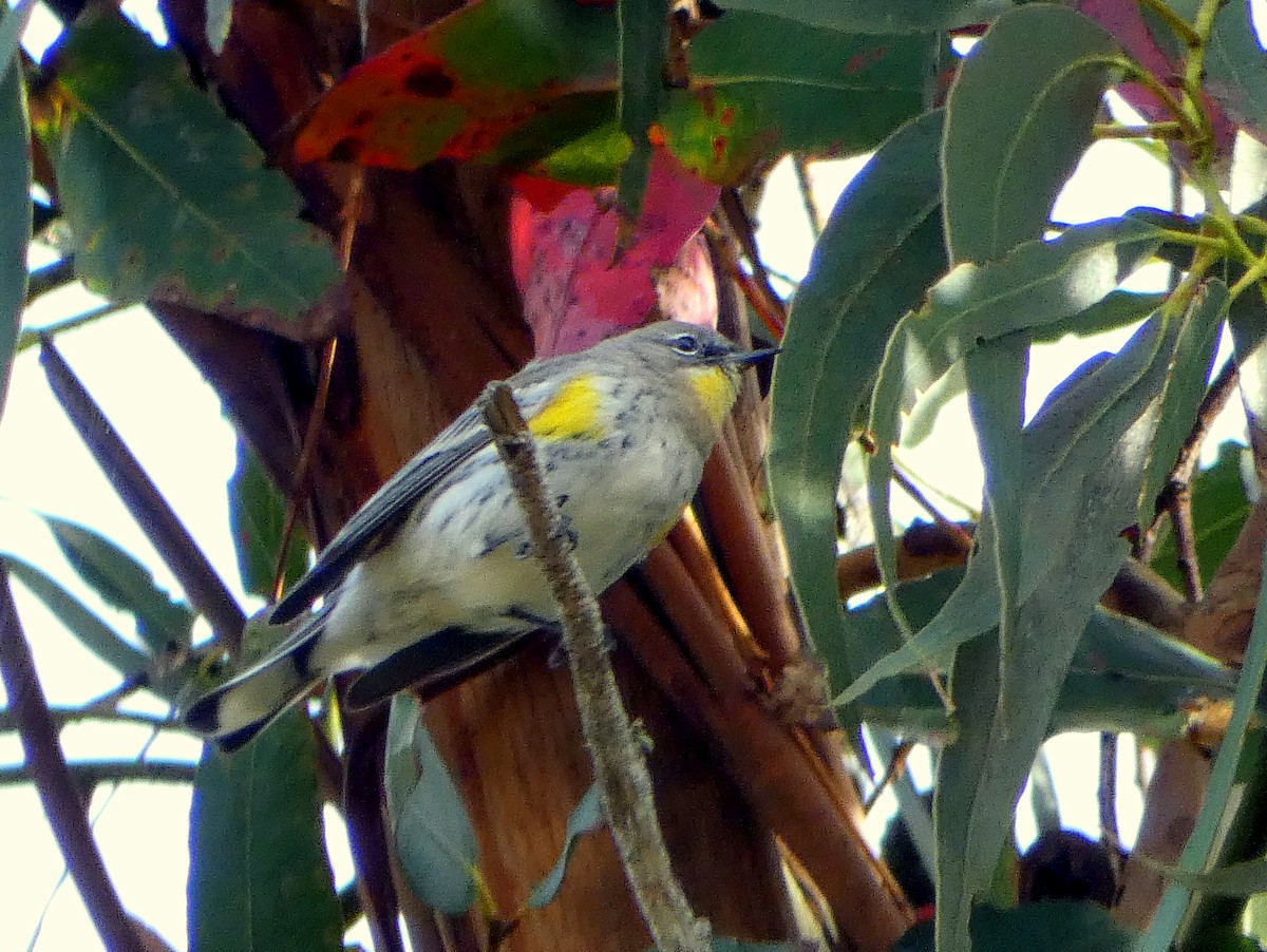 Yellow-rumped Warbler - Tammy Thompson