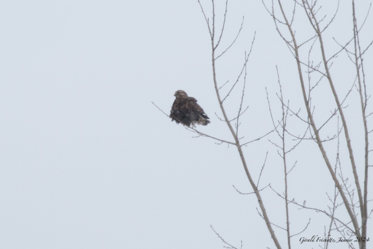 Rough-legged Hawk - ML613182252