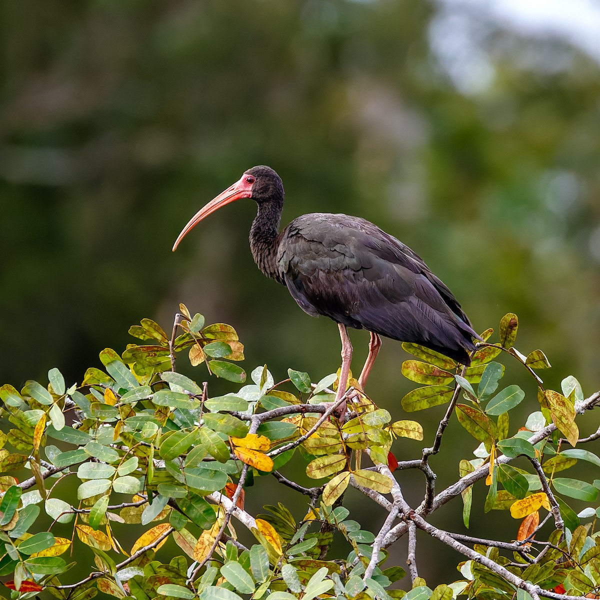 ibis tmavý - ML613182318