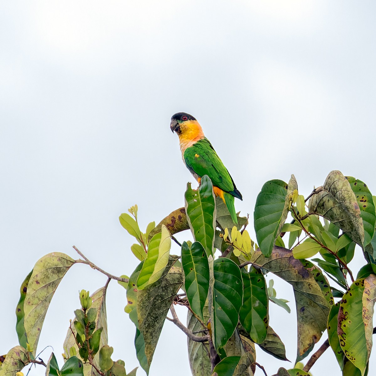 Black-headed Parrot - ML613182343