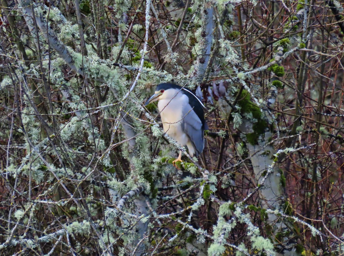 Black-crowned Night Heron - ML613182348