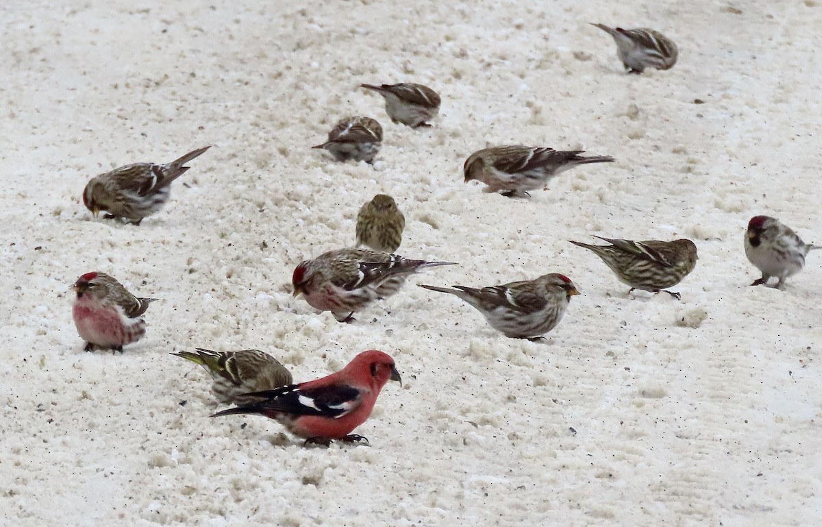 Common Redpoll - David and Regan Goodyear