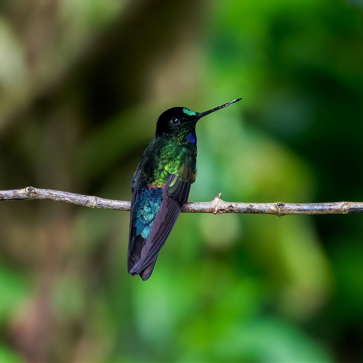 Blue-throated Starfrontlet - ML613182510