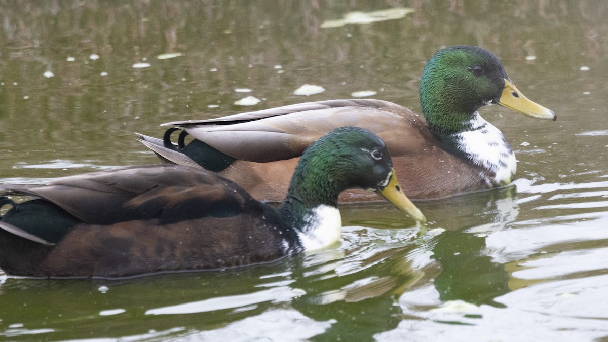 Mallard (Domestic type) - Loni Ye