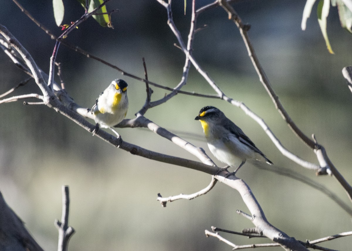 Pardalote à point jaune - ML613182581