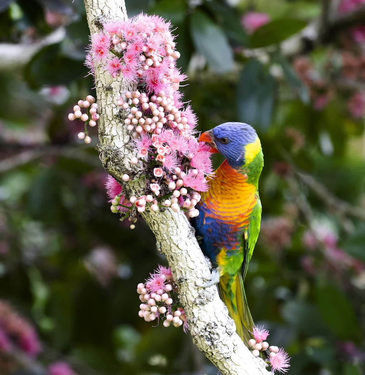 Rainbow Lorikeet - ML613182671