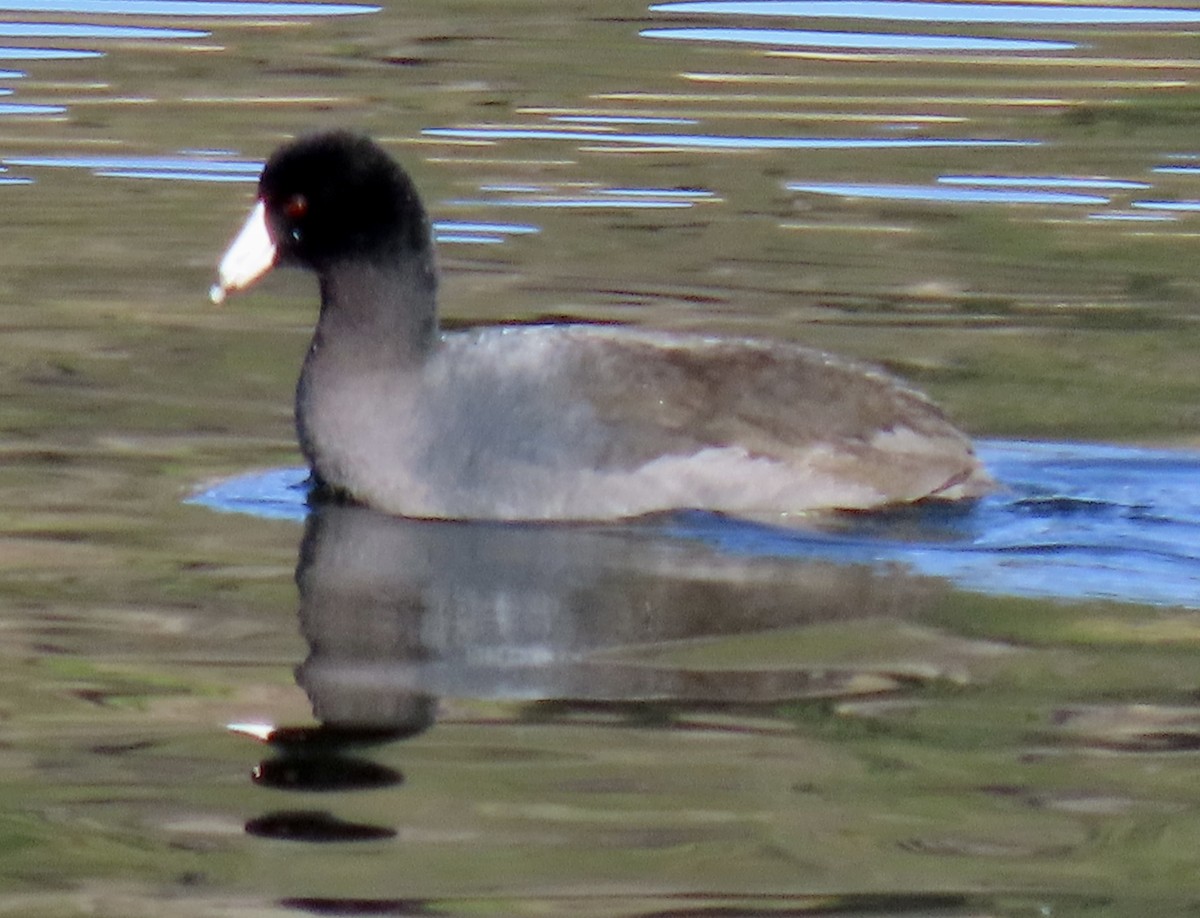 American Coot (Red-shielded) - ML613182686
