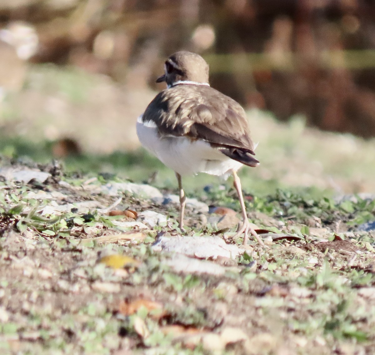 Killdeer - ML613182724