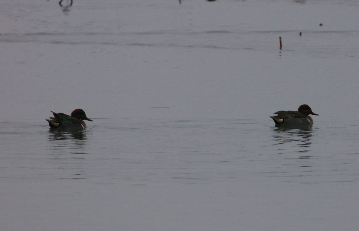 Green-winged Teal - ML613182759