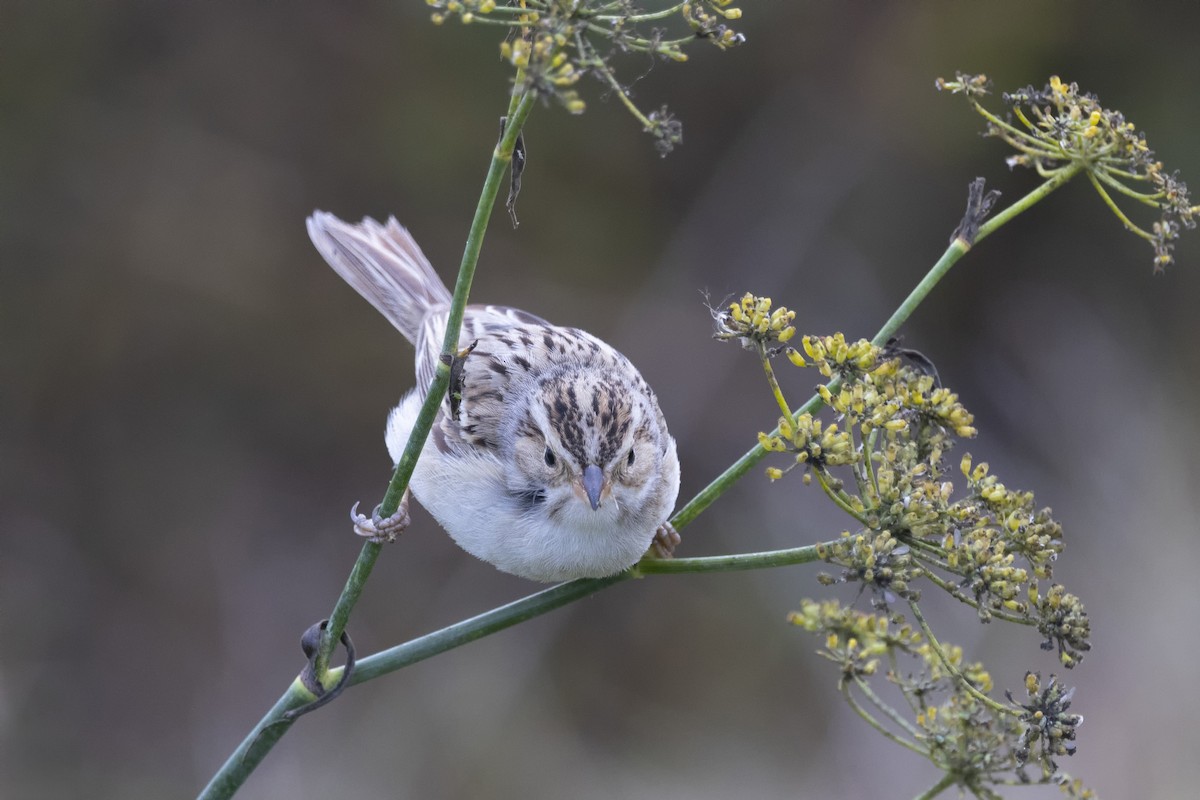 Clay-colored Sparrow - ML613182957