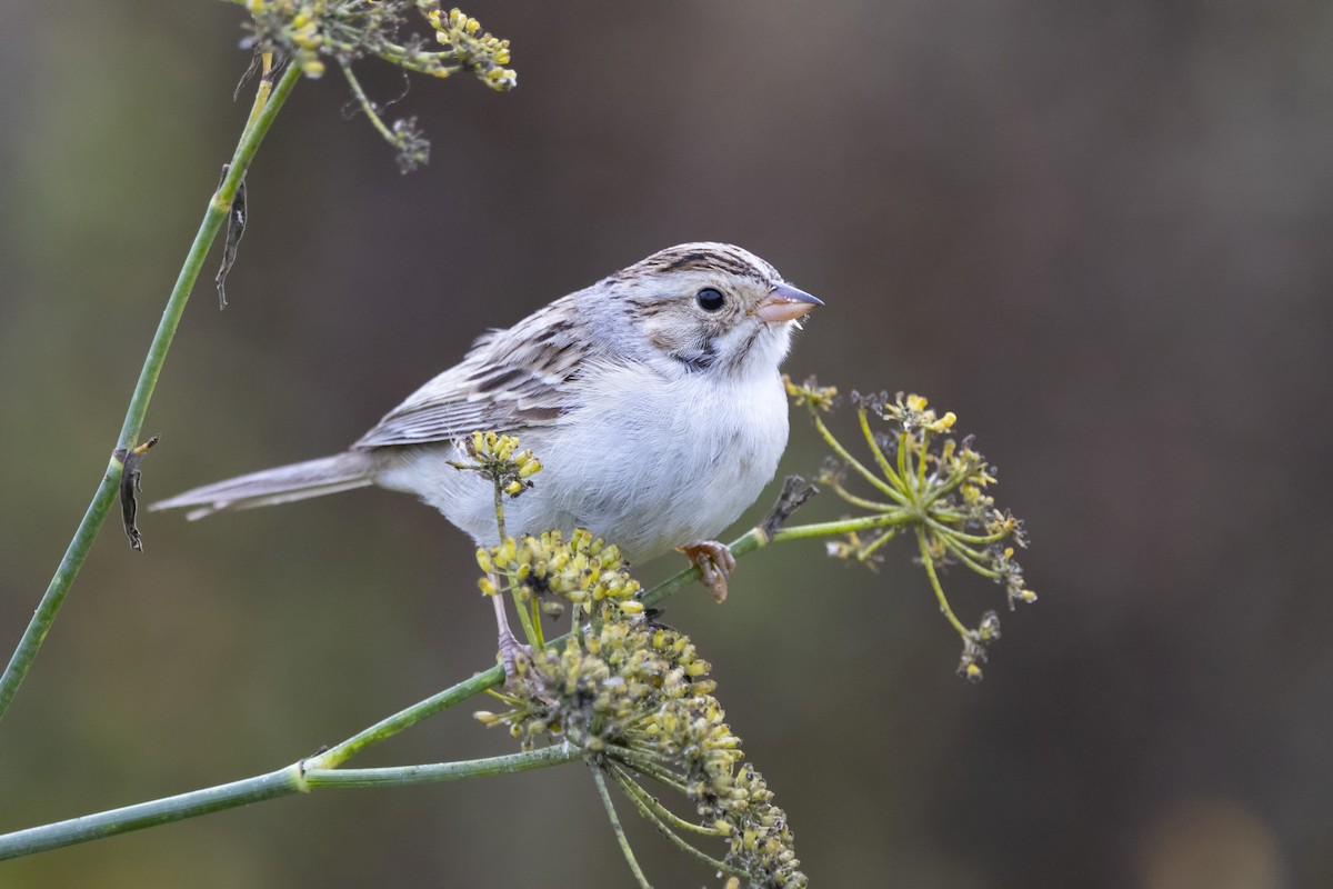 Clay-colored Sparrow - ML613182961