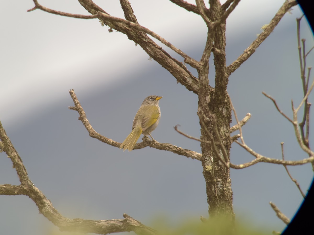 Pale-throated Pampa-Finch - William Orellana (Beaks and Peaks)
