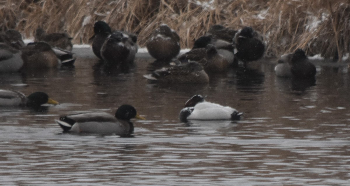 Canvasback - ML613182990