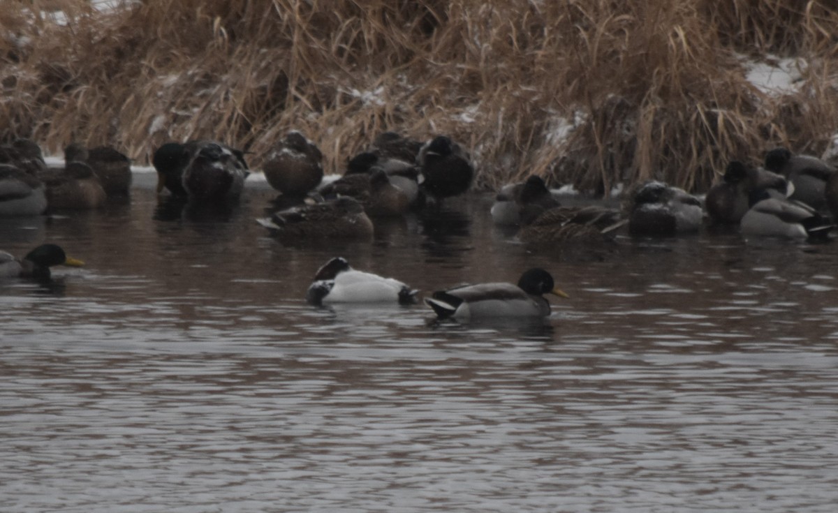 Canvasback - ML613182991