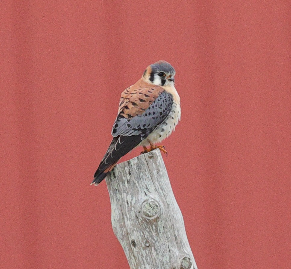 American Kestrel - ML613183009