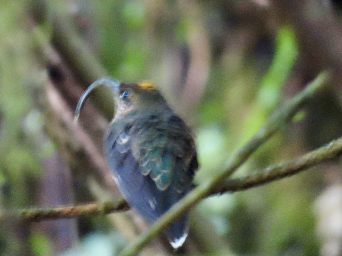 kolibřík orlozobec - ML613183011