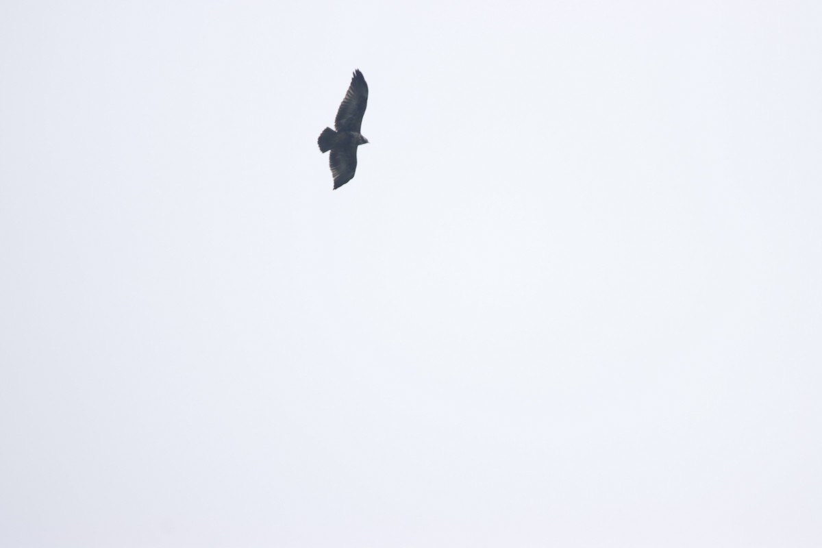 Solitary Eagle - ML613183024