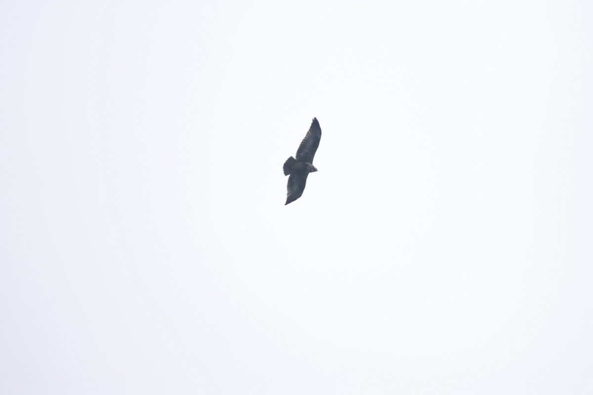 Solitary Eagle - ML613183026