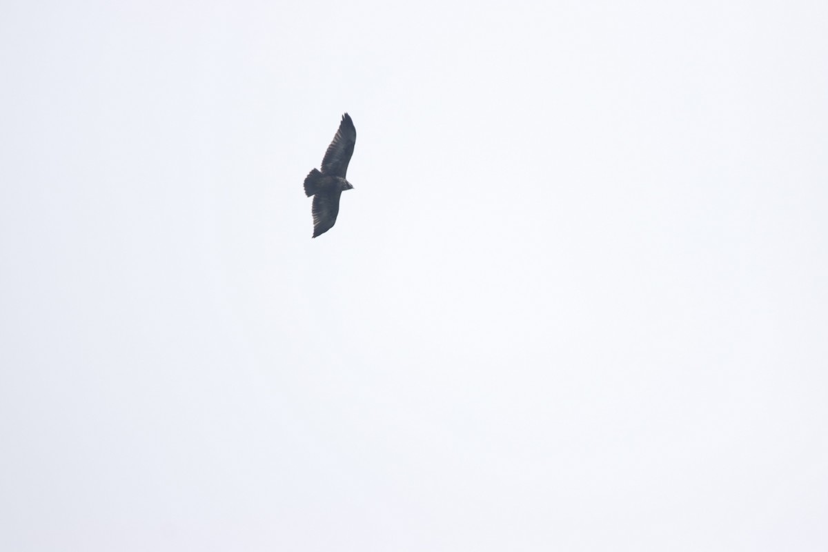 Solitary Eagle - ML613183028