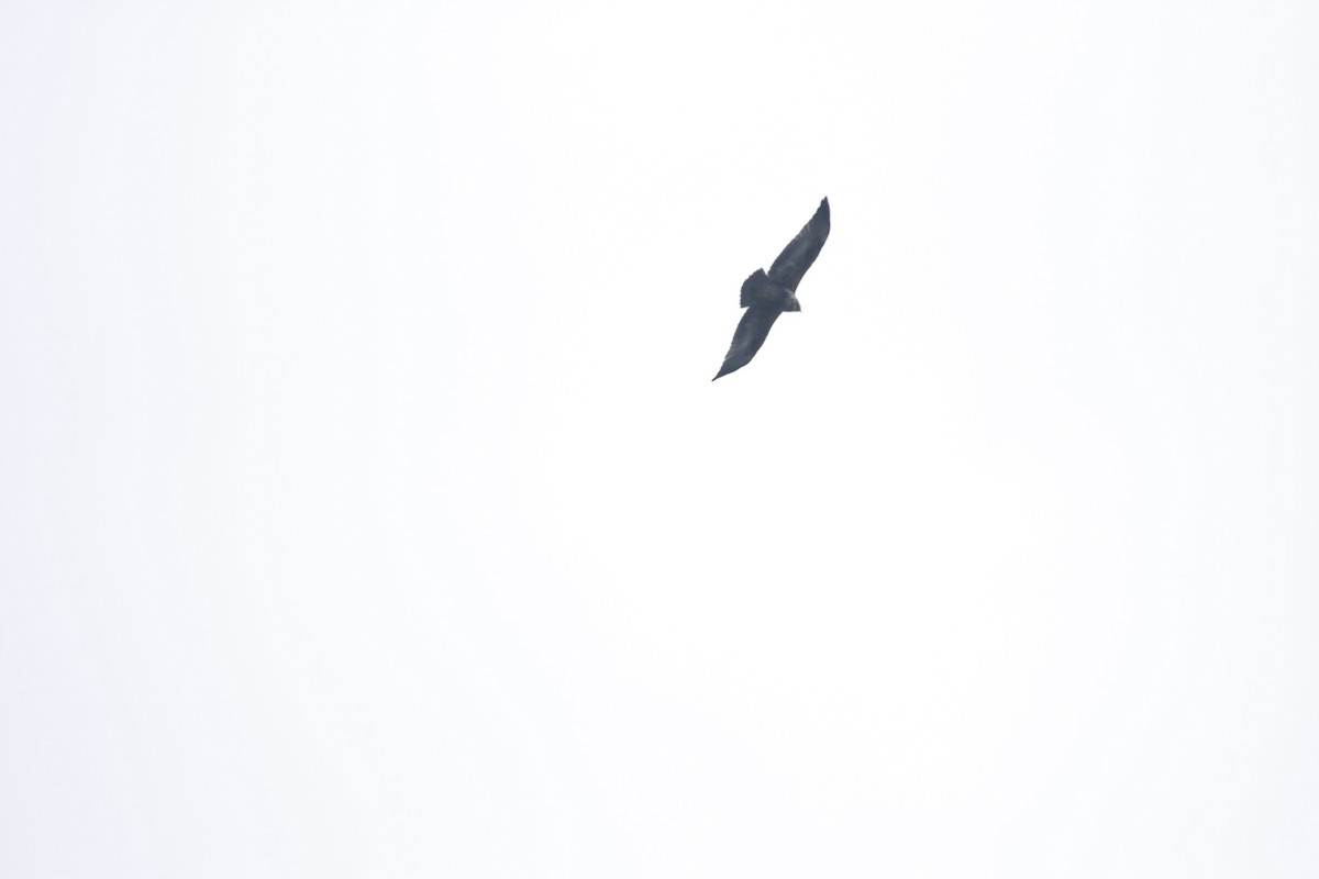 Solitary Eagle - ML613183029