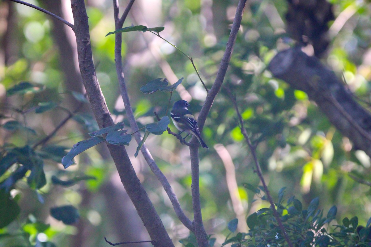 Blue-headed Vireo - ML613183039
