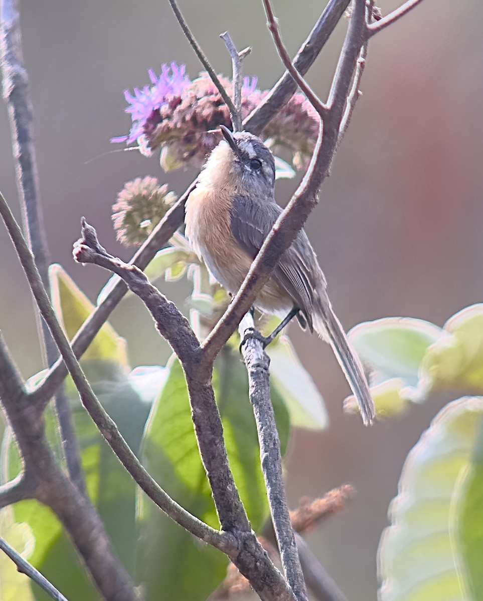 Gray-backed Tachuri - William Orellana (Beaks and Peaks)