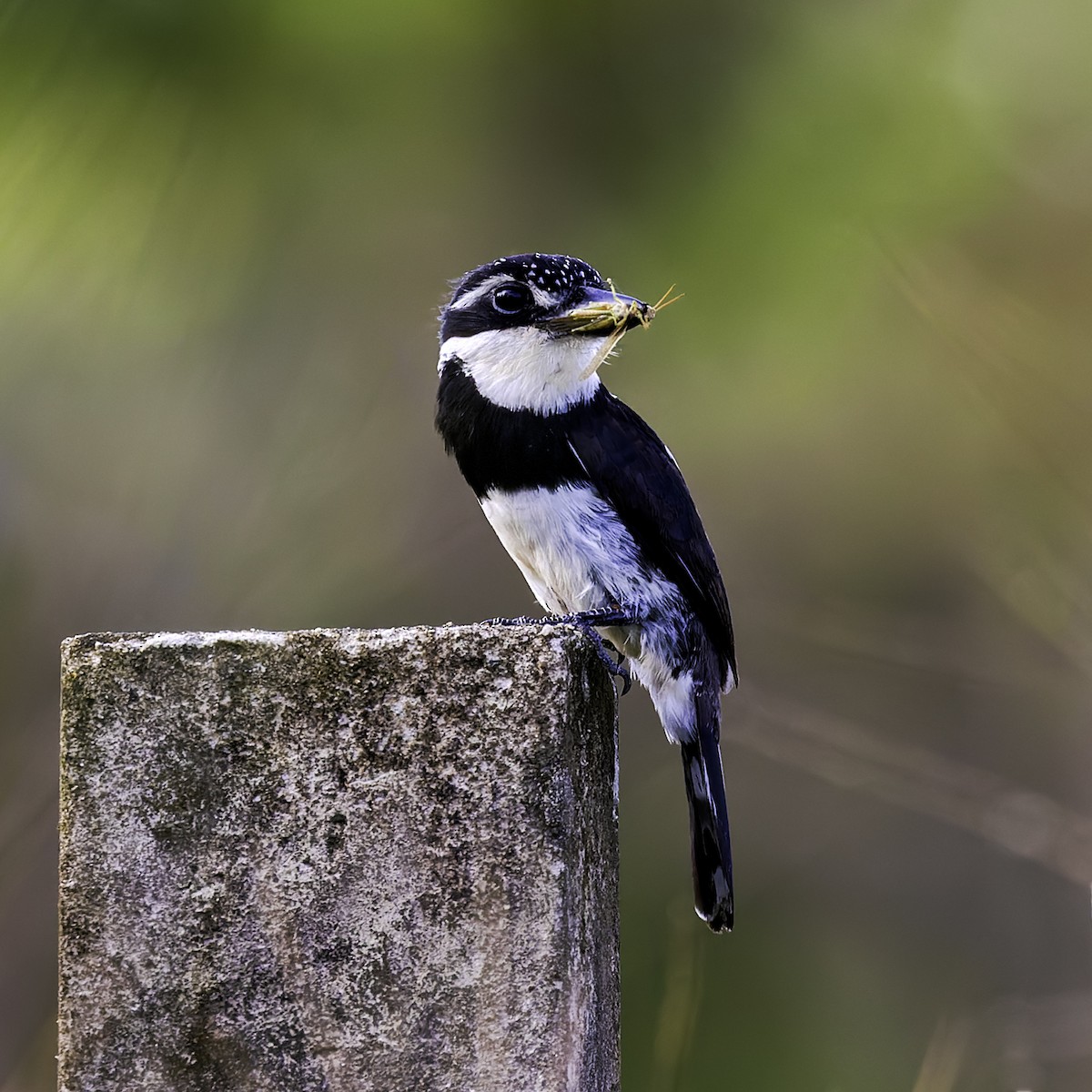 Pied Puffbird - ML613183137